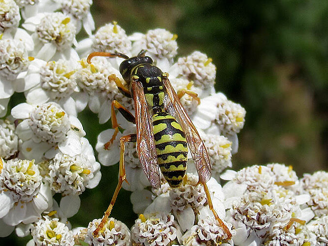 dominula