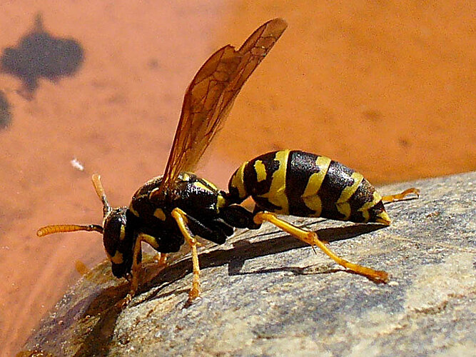 dominula