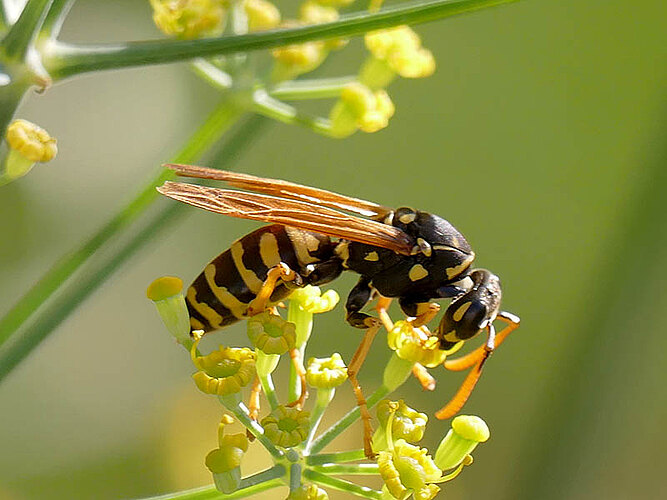 dominula