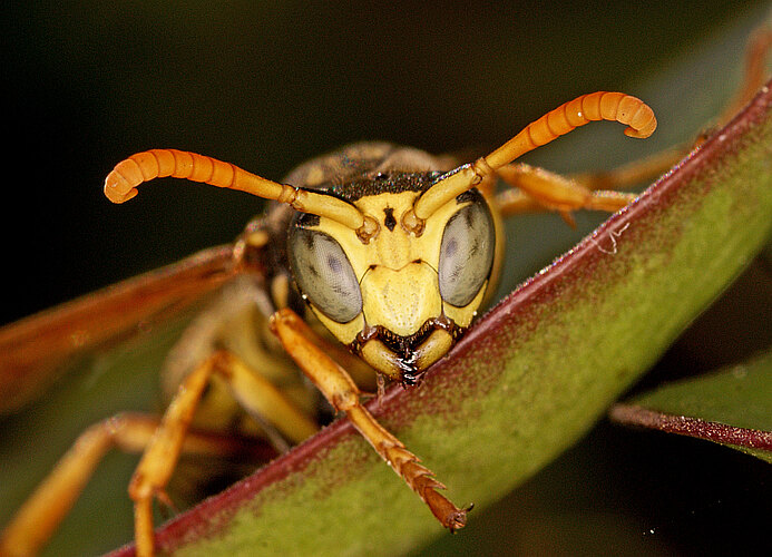 dominula