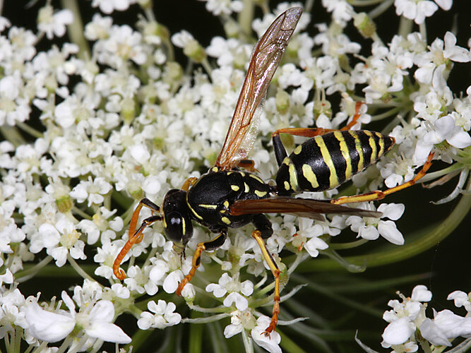 dominula