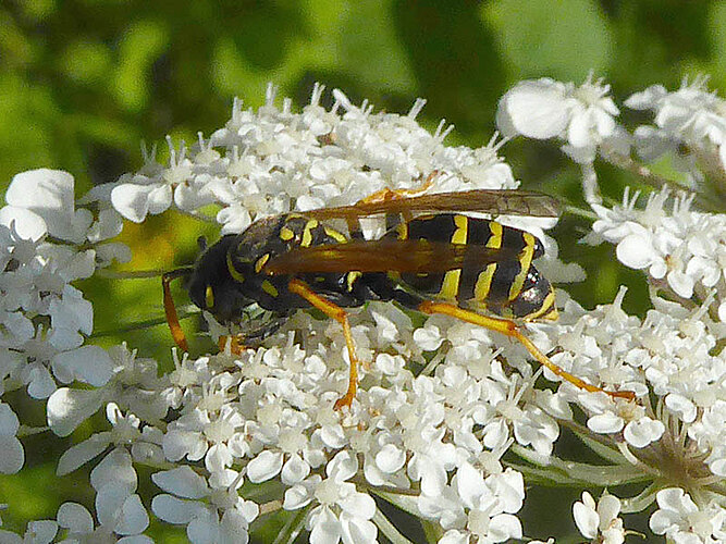 dominula