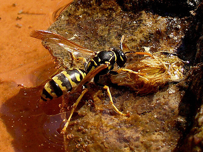 dominula