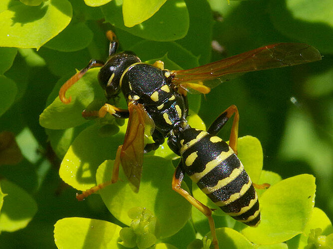 dominula