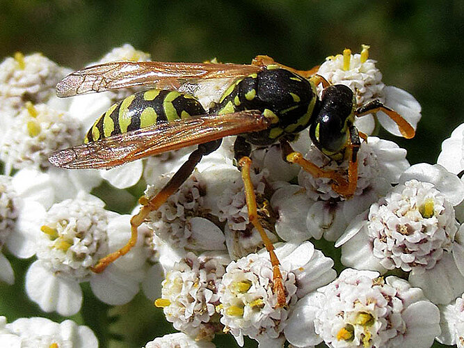 dominula