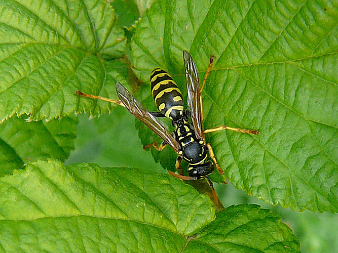 dominula