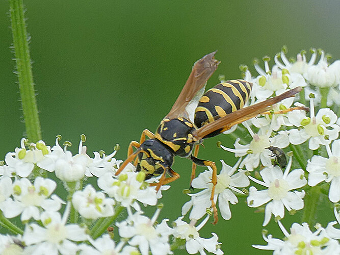 dominula