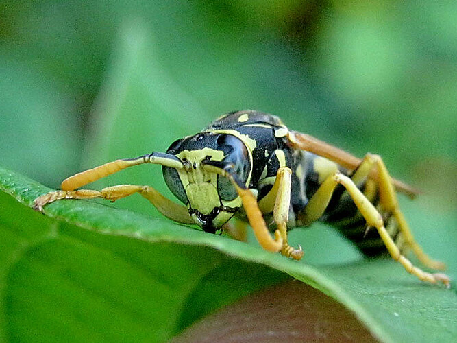dominula